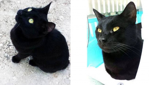 Χάθηκε μαύρος γάτος, Αργυρούπολη