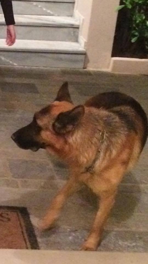 Χάθηκε αρσενικό Λυκόσκυλο