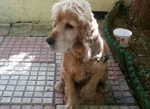 &Beta;&rho;έ&theta;&eta;&kappa;&epsilon; &mu;&pi;&epsilon;&zeta; &Kappa;ό&kappa;&epsilon;&rho;, &Epsilon;&upsilon;&kappa;&alpha;&rho;&pi;ί&alpha; &Theta;&epsilon;&sigma;&sigma;&alpha;&lambda;&omicron;&nu;ί&kappa;&eta;