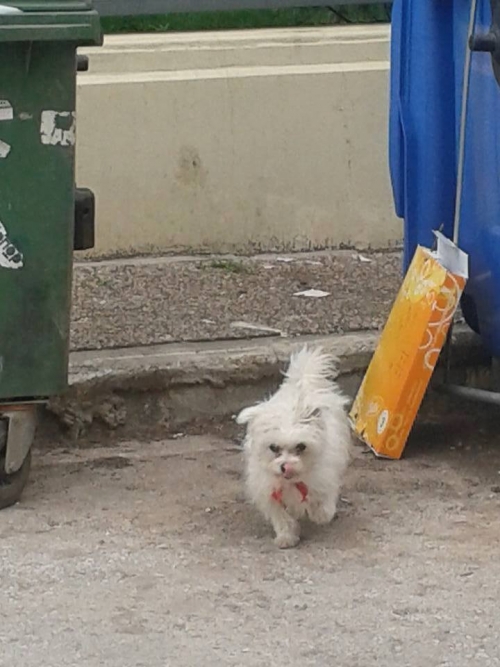 Βρέθηκε άσπρο σκυλάκι, Μαρούσι