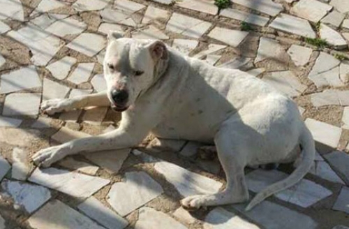 Χάθηκε ημίαιμο Dogo Argentino, Μέγαρα