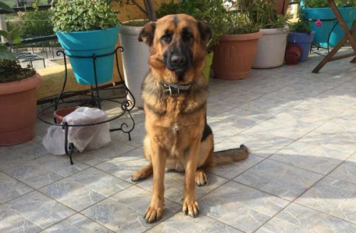 &Chi;ά&theta;&eta;&kappa;&epsilon; &kappa;&alpha;&phi;έ &lambda;&upsilon;&kappa;ό&sigma;&kappa;&upsilon;&lambda;&omicron;, &Kappa;ά&tau;&omega; &Sigma;&omicron;ύ&lambda;&iota;