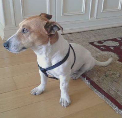 Βρέθηκε Τζακ Ρασελ, Θεσ/νίκη