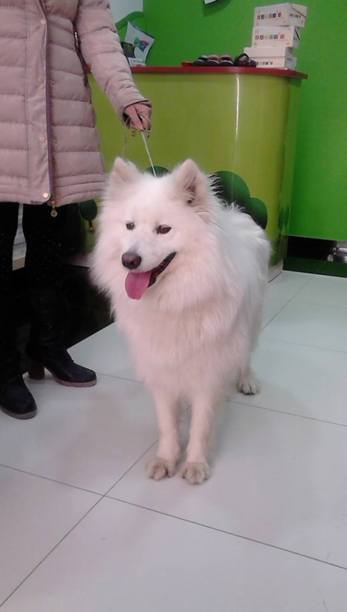 &Beta;&rho;έ&theta;&eta;&kappa;&epsilon; &lambda;&epsilon;&upsilon;&kappa;ό &Sigma;ά&mu;&omicron;&gamma;&iota;&epsilon;&tau;