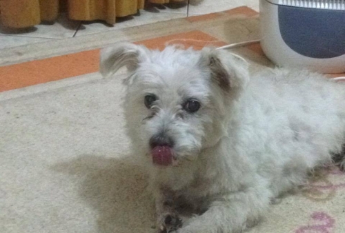 &Beta;&rho;έ&theta;&eta;&kappa;&epsilon; ά&sigma;&pi;&rho;&omicron; &sigma;&kappa;&upsilon;&lambda;ά&kappa;&iota;, &Beta;ύ&rho;&omega;&nu;&alpha;&sigmaf;