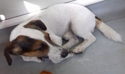 Βρέθηκε ημίαιμος σκύλος στο τραμ