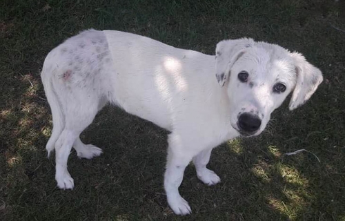 Βρέθηκε κουτάβι, Ν. Μάκρη