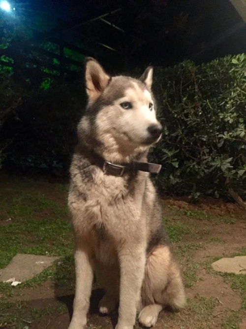 &Beta;&rho;έ&theta;&eta;&kappa;&epsilon; &alpha;&rho;&sigma;&epsilon;&nu;&iota;&kappa;ό &Chi;ά&sigma;&kappa;&upsilon;, &Kappa;&epsilon;&phi;&alpha;&lambda;ά&rho;&iota;