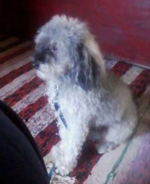 Χάθηκε γκρι σκυλάκι, Ζαχάρω