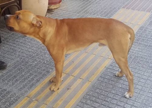 Βρέθηκε καφέ σκύλος, Θεσσαλονίκη
