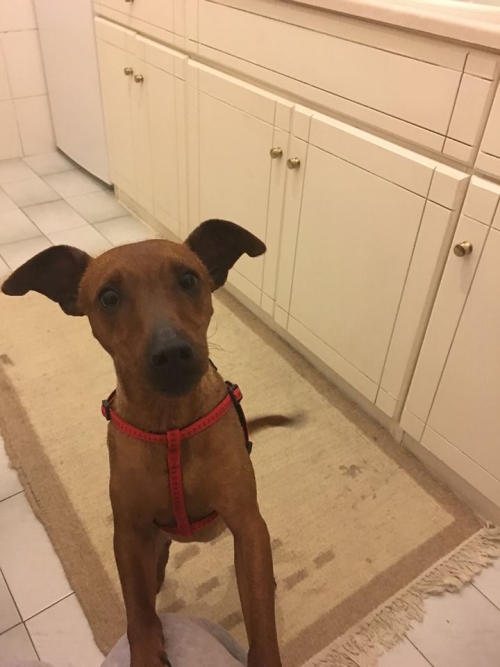 Βρέθηκε καφέ σκυλάκι