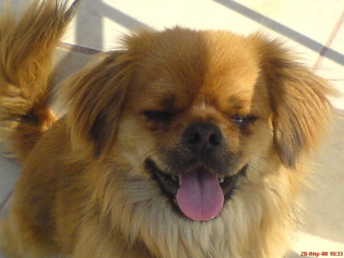 Χάθηκε Πεκινουά στο Δήλεσι