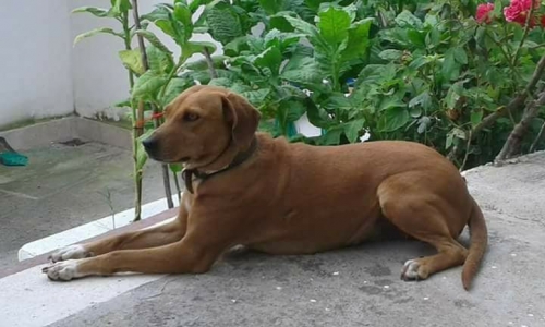 Χάθηκε καφέ σκύλος, Λιβάρτζι Αχαϊας