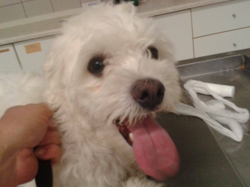 &Beta;&rho;έ&theta;&eta;&kappa;&epsilon; ά&sigma;&pi;&rho;&omicron; &sigma;&kappa;&upsilon;&lambda;ά&kappa;&iota;, &Theta;&epsilon;&sigma;&sigma;&alpha;&lambda;&omicron;&nu;ί&kappa;&eta;