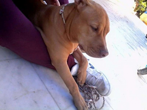 &Chi;ά&theta;&eta;&kappa;&epsilon; &sigma;&tau;&eta;&nu; &Epsilon;&lambda;&epsilon;&upsilon;&sigma;ί&nu;&alpha;