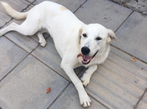 &Beta;&rho;έ&theta;&eta;&kappa;&epsilon; &lambda;&epsilon;&upsilon;&kappa;ό &Lambda;ά&mu;&pi;&rho;&alpha;&nu;&tau;&omicron;&rho;, &Theta;&epsilon;&sigma;/&nu;ί&kappa;&eta;