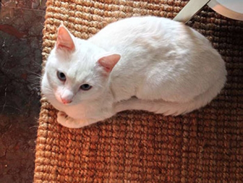 &Chi;ά&theta;&eta;&kappa;&epsilon; &sigma;&tau;&eta; &Gamma;&lambda;&upsilon;&phi;ά&delta;&alpha;