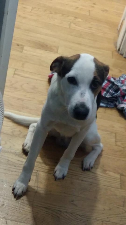 Χάθηκε σκυλί ασπρόμαυρο &amp; καφέ