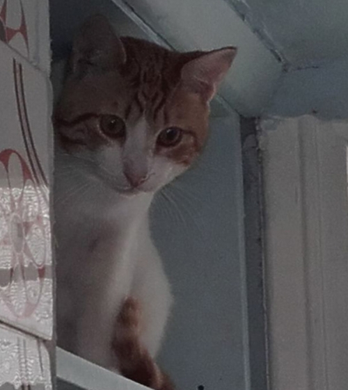 Χάθηκε γάτος, Ν. Ψυχικό