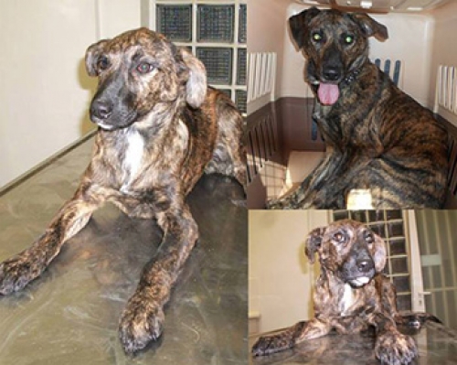 &Chi;ά&theta;&eta;&kappa;&epsilon; &eta; &Pi;ό&lambda;&upsilon; &sigma;&tau;&eta;&nu; &Pi;&alpha;&iota;&alpha;&nu;ί&alpha;