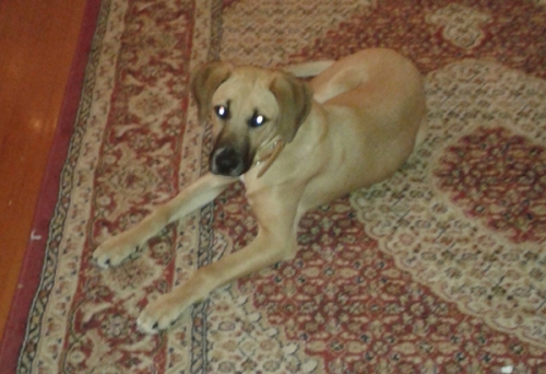 Χάθηκε ημίαιμο μπόξερ, Χαλάνδρι