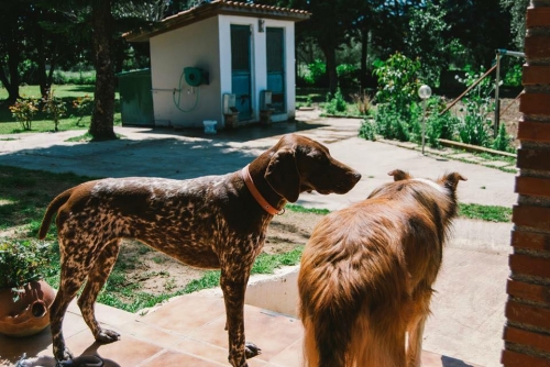 Χάθηκε θηλυκό Κουρτσχααρ, Αμαλιάδα