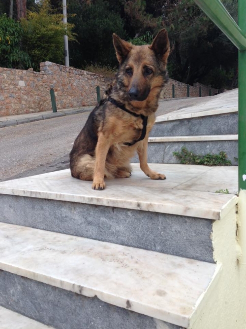 &Beta;&rho;έ&theta;&eta;&kappa;&epsilon; &Lambda;&upsilon;&kappa;ό&sigma;&kappa;&upsilon;&lambda;&omicron;, &Lambda;ό&phi;&omicron;&sigmaf; &Sigma;&kappa;&omicron;&upsilon;&zeta;έ