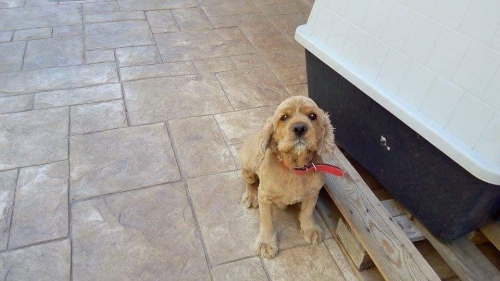 &Chi;ά&theta;&eta;&kappa;&epsilon; &alpha;&rho;&sigma;&epsilon;&nu;&iota;&kappa;ό &Kappa;ό&kappa;&kappa;&epsilon;&rho;, &Chi;&alpha;&lambda;&kappa;ί&delta;&alpha;