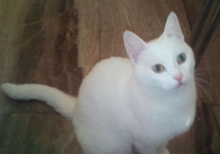 Χάθηκε λευκή γάτα, Περιστέρι