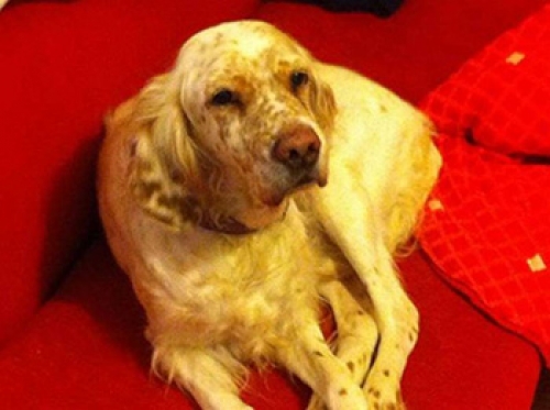 Χάθηκε λευκό-μπεζ Σέττερ