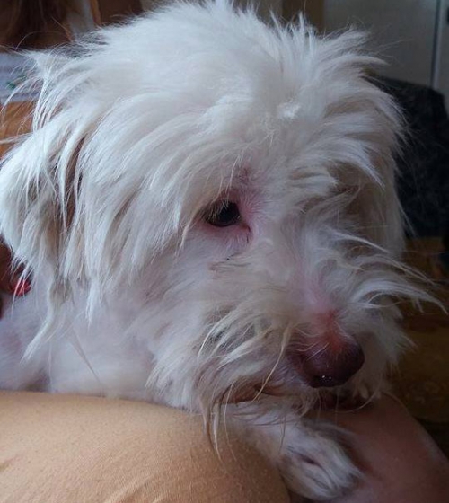 Βρέθηκε Λευκό Μαλτέζ, Νταού Πεντέλης