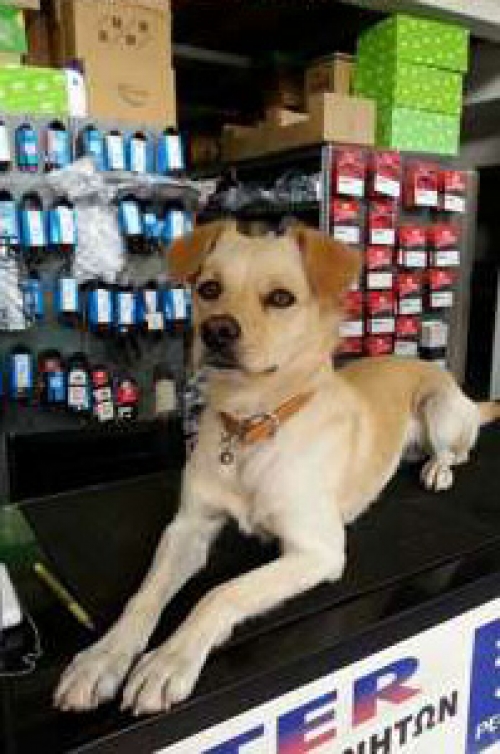 &Chi;ά&theta;&eta;&kappa;&epsilon; &mu;&pi;&epsilon;&zeta; &sigma;&kappa;&upsilon;&lambda;ά&kappa;&iota;, &Nu;. &Kappa;ό&sigma;&mu;&omicron;&sigmaf;