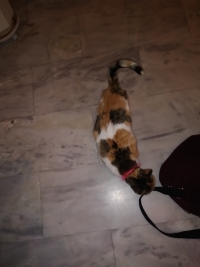 Βρέθηκε γάτα με κόκκινο λουράκι στο Περιστέρι