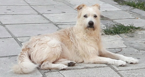 Βρέθηκε λευκός - μπεζ σκύλος, Θεσσαλονίκη