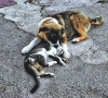 Χάθηκαν 2 σκυλάκια στο Λουτράκι