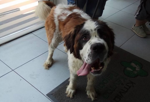 &Beta;&rho;έ&theta;&eta;&kappa;&epsilon; &Alpha;&gamma;. &Beta;&epsilon;&rho;&nu;ά&rho;&delta;&omicron;&upsilon;, &Kappa;&alpha;&lambda;&lambda;&iota;&theta;έ&alpha;