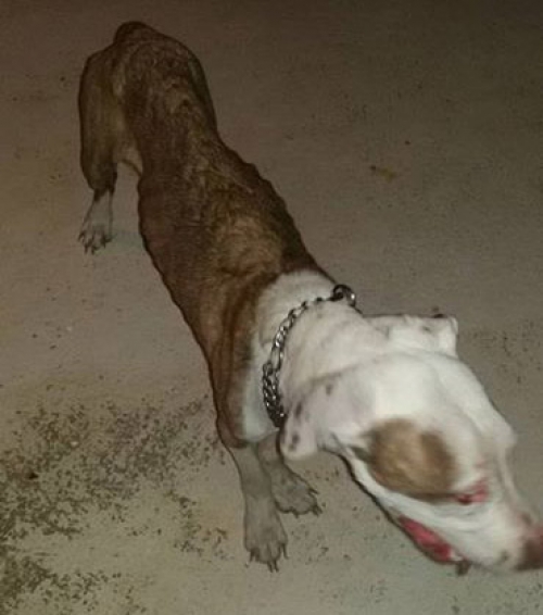 &Beta;&rho;έ&theta;&eta;&kappa;&epsilon; &sigma;&kappa;ύ&lambda;&omicron;&sigmaf;, &Kappa;&alpha;&mu;ί&nu;&iota;&alpha;