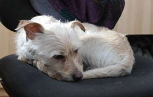 Βρέθηκε ημίαιμο Γουέστι, Θεσ/νίκη