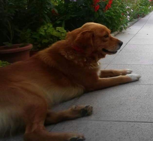 &Chi;ά&theta;&eta;&kappa;&epsilon; &kappa;&alpha;&nu;&epsilon;&lambda;ί &sigma;&kappa;&upsilon;&lambda;ά&kappa;&iota;