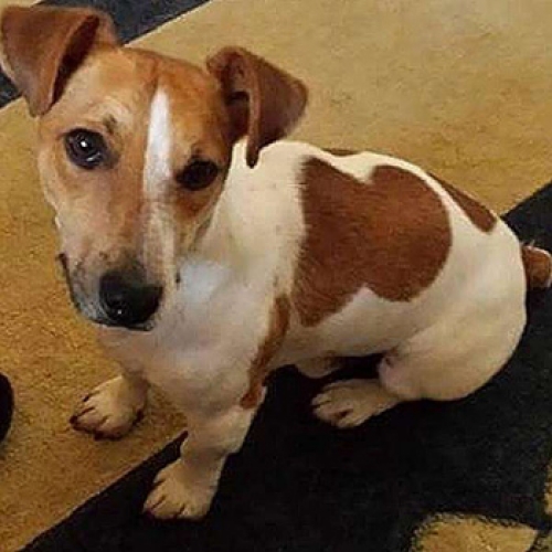 &Chi;ά&theta;&eta;&kappa;&epsilon; &Tau;&zeta;ά&kappa; &Rho;ά&sigma;&epsilon;&lambda; &sigma;&tau;&omicron;&nu; &Pi;&epsilon;&iota;&rho;&alpha;&iota;ά