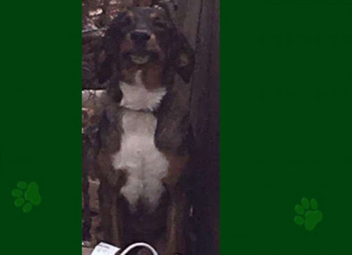 &Chi;ά&theta;&eta;&kappa;&epsilon; &sigma;&kappa;ύ&lambda;&omicron;&sigmaf;, &Nu;έ&omicron;&iota; &Pi;ό&rho;&omicron;&iota;