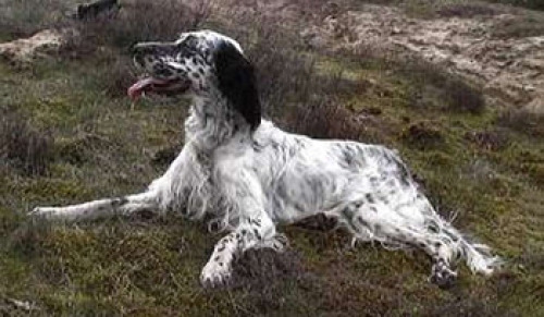 Βρέθηκε ασπρόμαυρο Σέττερ