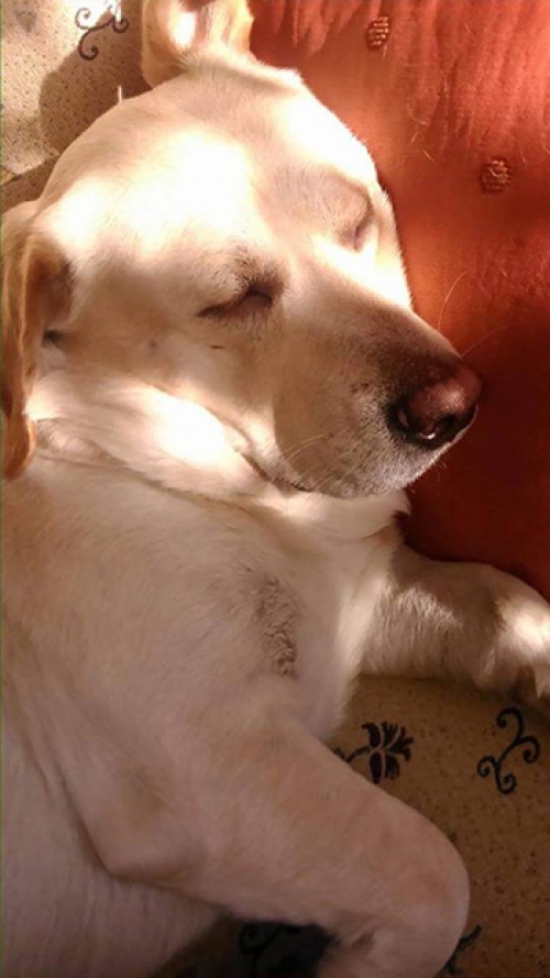 Χάθηκε λευκό, μαλλον Λάμπραντορ