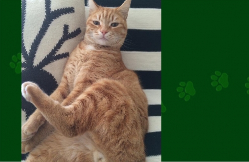 Χάθηκε Γάτα Τιγρέ καφέ, Αγ. Παρασκευή