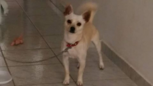 Βρέθηκε μπεζ Τσιουάουα, Ηράκλειο