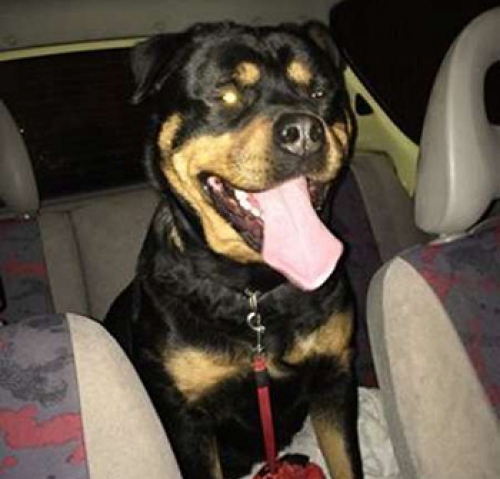 &Beta;&rho;έ&theta;&eta;&kappa;&epsilon; &theta;&eta;&lambda;&upsilon;&kappa;ό &Rho;&omicron;&tau;&beta;ά&iota;&lambda;&epsilon;&rho;