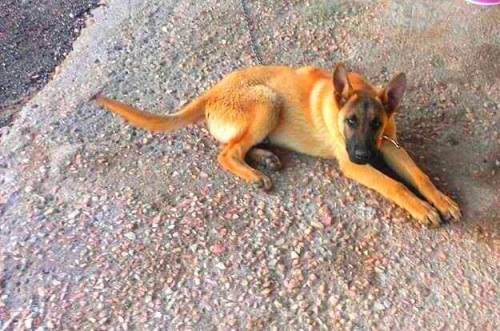 &Chi;ά&theta;&eta;&kappa;&epsilon; &Lambda;&upsilon;&kappa;ό&sigma;&kappa;&upsilon;&lambda;&omicron; &alpha;&rho;&sigma;&epsilon;&nu;&iota;&kappa;ό, &Kappa;&omicron;&rho;&omega;&pi;ί