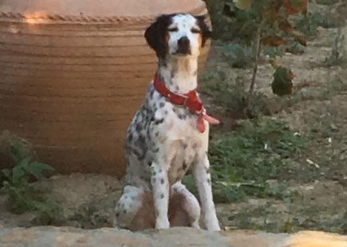 Χάθηκε ημίαιμο Σέτερ, Ταμπούρια