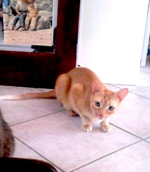 &Chi;ά&theta;&eta;&kappa;&epsilon; &xi;&alpha;&nu;&theta;ό &kappa;&alpha;&nu;&epsilon;&lambda;ί &gamma;&alpha;&tau;ά&kappa;&iota;