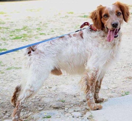 &Epsilon;&kappa;&lambda;ά&pi;&eta; &lambda;&epsilon;&upsilon;&kappa;ό-&kappa;&alpha;&phi;έ &sigma;&kappa;&upsilon;&lambda;ί